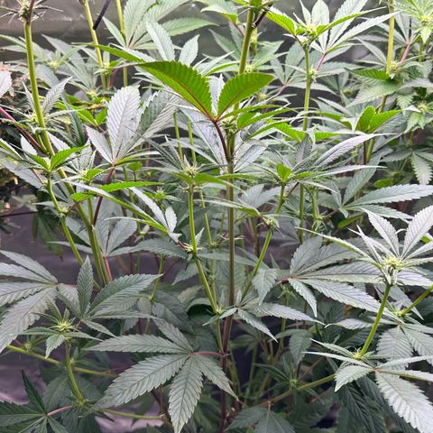 MiscxLAZ #26 C #2 growlog timeline photo
