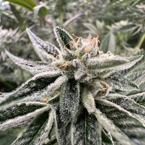 MiscxLAZ #26 C #1 47.15g growlog timeline photo