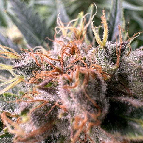 Fuel D.OG #1 Female 47.36g growlog timeline photo
