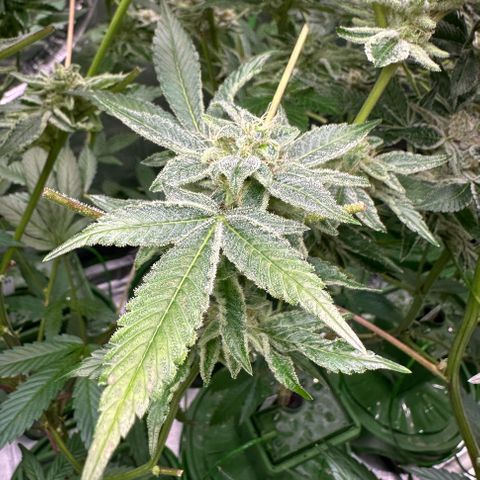 CxLAZ #20 C1 25g growlog timeline photo