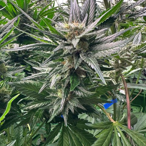 Fuel D.OG #1 Female 47.36g growlog timeline photo