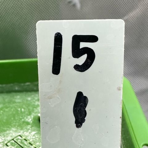 CxLAZ #15 C #1 growlog timeline photo