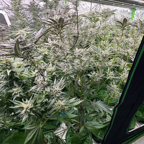 MiscxLAZ #29 C growlog timeline photo