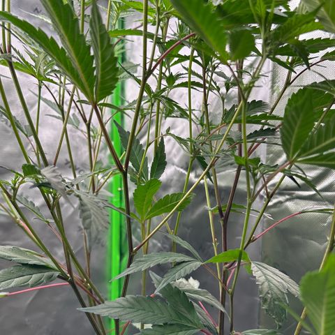 CxLAZ #15 C #1 growlog timeline photo