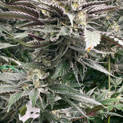 CxLAZ #03 C #1 58.58g growlog timeline photo