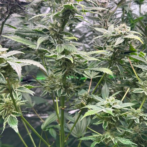 CxLAZ #20 C1 25g growlog timeline photo