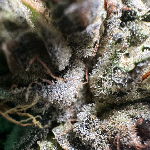 Misc x (LA Kush x Zkittles) #23 28.19g growlog timeline photo