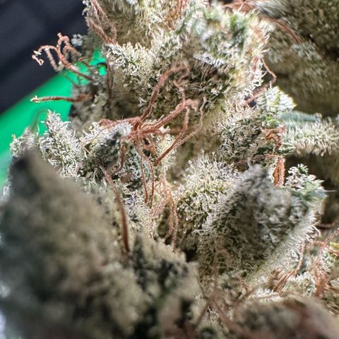 Misc x (LA Kush x Zkittles) #23 28.19g growlog timeline photo
