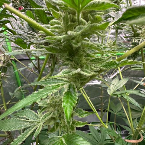 CxLAZ #20 C1 25g growlog timeline photo