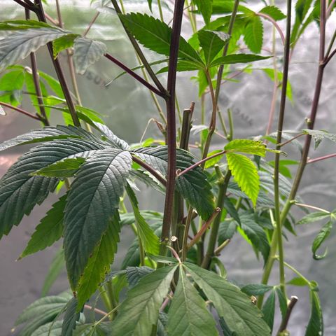 MiscxLAZ #26 C #2 growlog timeline photo