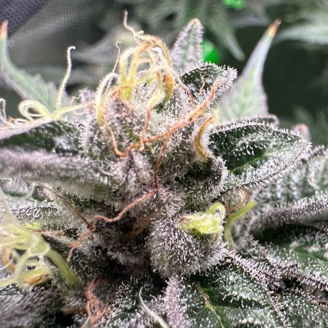 CxLAZ #03 C #1 58.58g growlog timeline photo