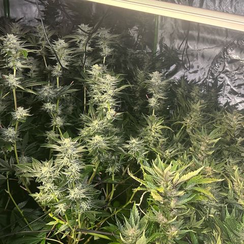 Fuel D.OG #1 Female 47.36g growlog timeline photo