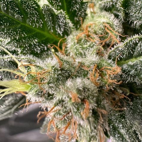 Fuel D.OG #1 Female 47.36g growlog timeline photo