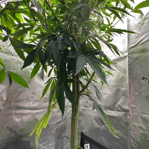 CxLAZ #15 C #1 growlog timeline photo