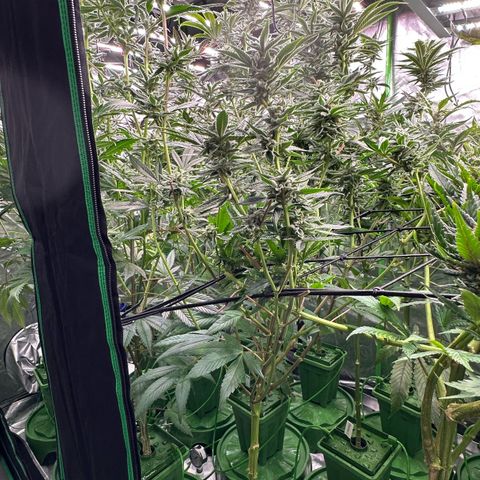 MiscxLAZ #26 C #1 47.15g growlog timeline photo