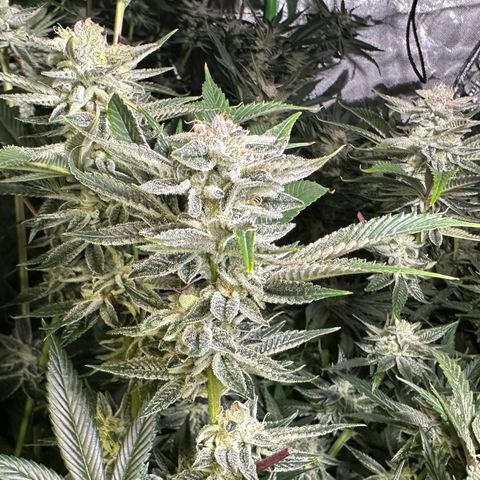 MiscxLAZ #26 C #1 47.15g growlog timeline photo