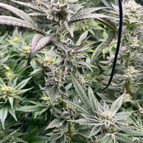 MiscxLAZ #29 C growlog timeline photo
