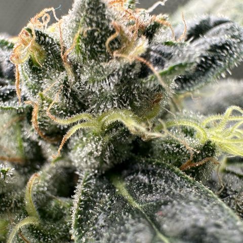 MiscxLAZ #08 C #1 growlog timeline photo