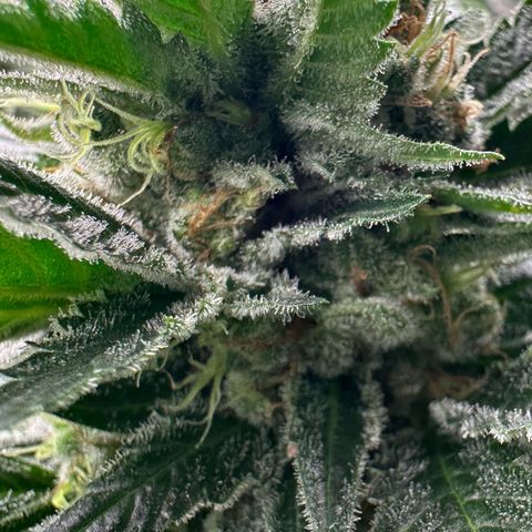 Fuel D.OG #1 Female 47.36g growlog timeline photo