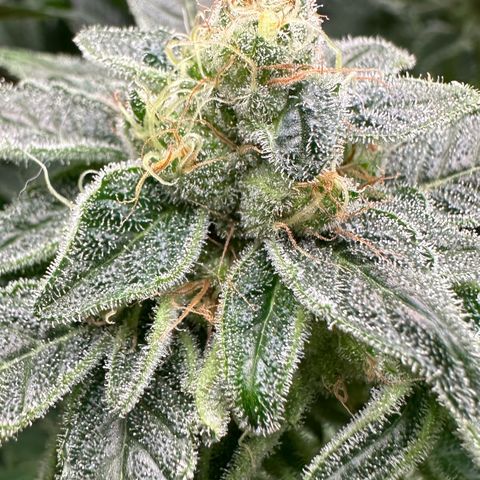 CxLAZ #20 C1 25g growlog timeline photo