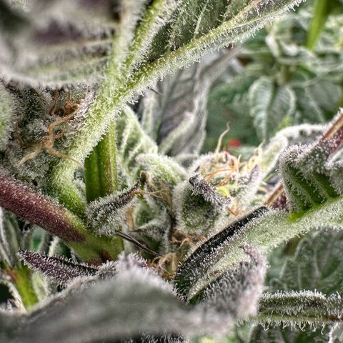 MiscxLAZ #37 C growlog timeline photo