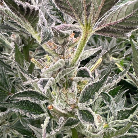 MiscxLAZ #37 C growlog timeline photo