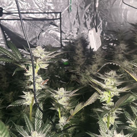 Fuel D.OG #1 Female 47.36g growlog timeline photo