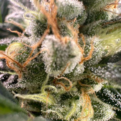 Fuel D.OG #2 Female 49.44g M growlog timeline photo