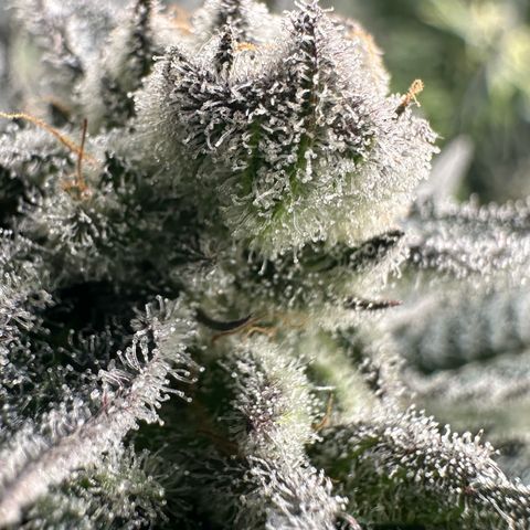 MiscxLAZ #29 C growlog timeline photo