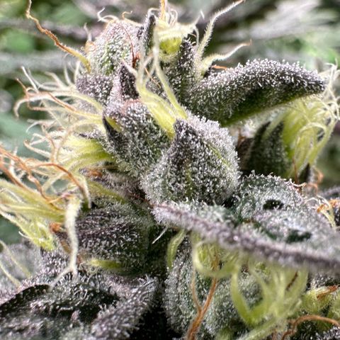CxLAZ #03 C #1 58.58g growlog timeline photo