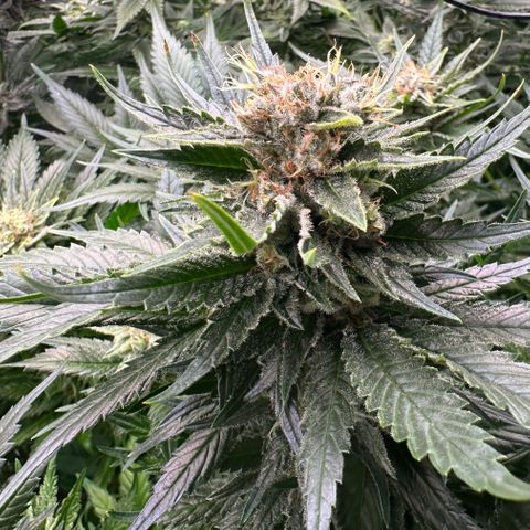 Fuel D.OG #1 Female 47.36g growlog timeline photo