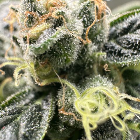 MiscxLAZ #08 C #1 growlog timeline photo