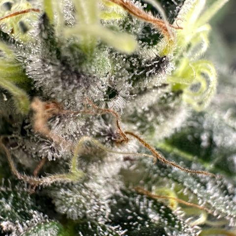 CxLAZ #03 C #1 58.58g growlog timeline photo