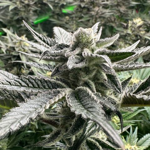 MiscxLAZ #29 C growlog timeline photo