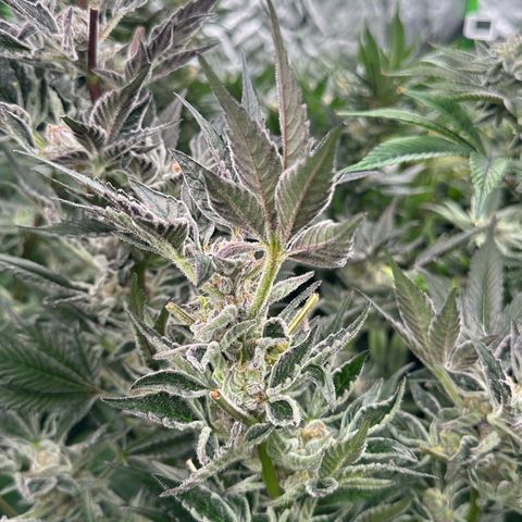 MiscxLAZ #37 C growlog timeline photo