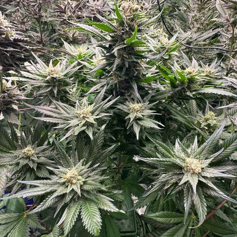 Fuel D.OG #1 Female 47.36g growlog timeline photo