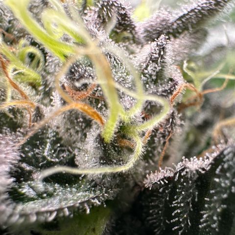 CxLAZ #03 C #1 58.58g growlog timeline photo