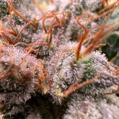Fuel D.OG #1 Female 47.36g growlog timeline photo