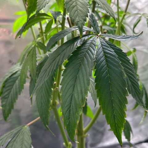 MiscxLAZ #26 C #2 growlog timeline photo
