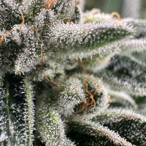 MiscxLAZ #26 C #1 47.15g growlog timeline photo