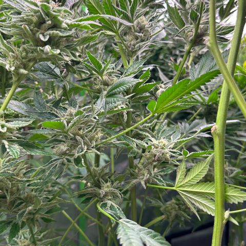 MiscxLAZ #37 C growlog timeline photo