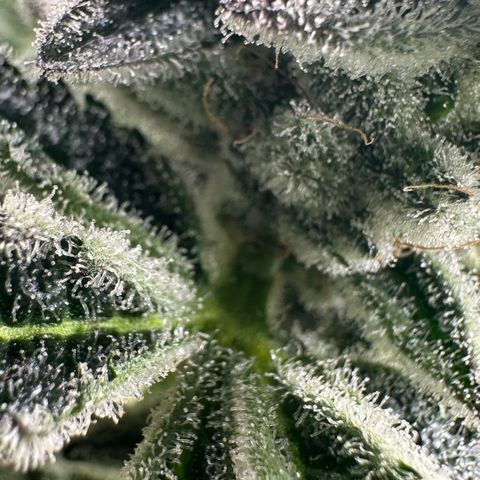 MiscxLAZ #29 C growlog timeline photo