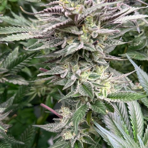 CxLAZ #03 C #1 58.58g growlog timeline photo