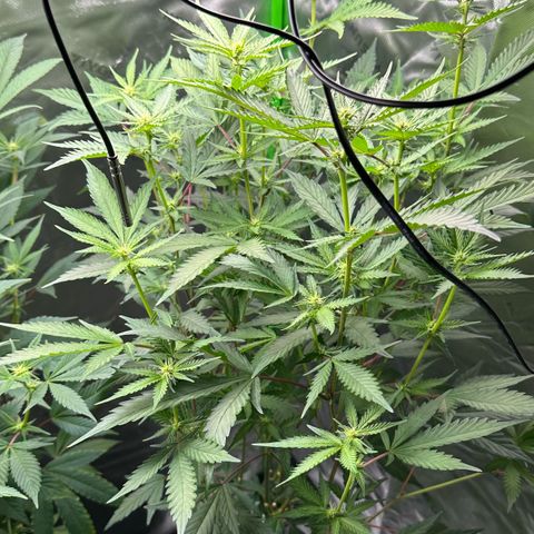 CxLAZ #15 C #1 growlog timeline photo
