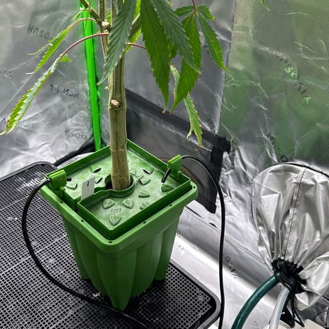 CxLAZ #15 C #1 growlog timeline photo