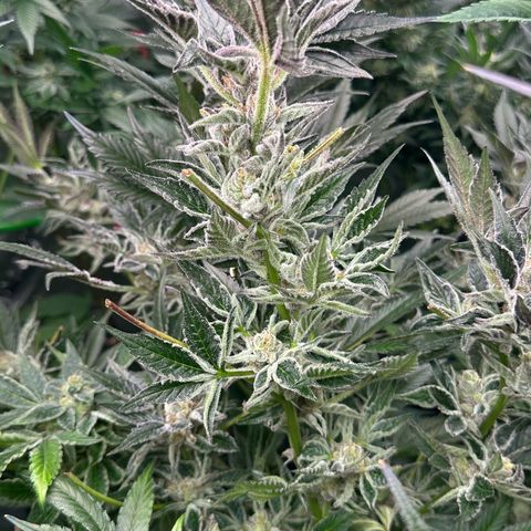 MiscxLAZ #37 C growlog timeline photo