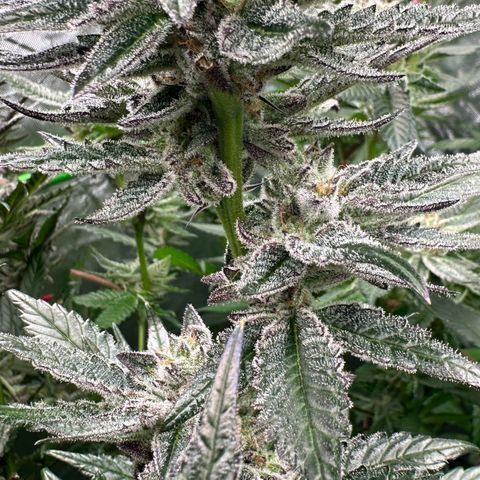 MiscxLAZ #22 C 42.33g growlog timeline photo