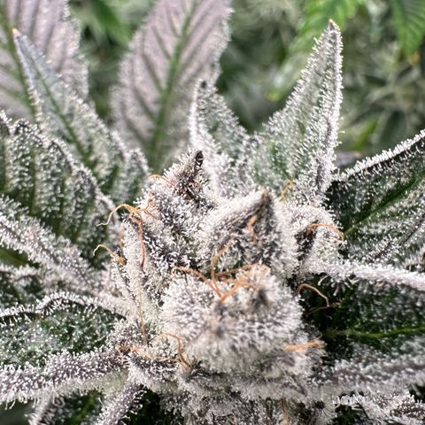 MiscxLAZ #29 C growlog timeline photo