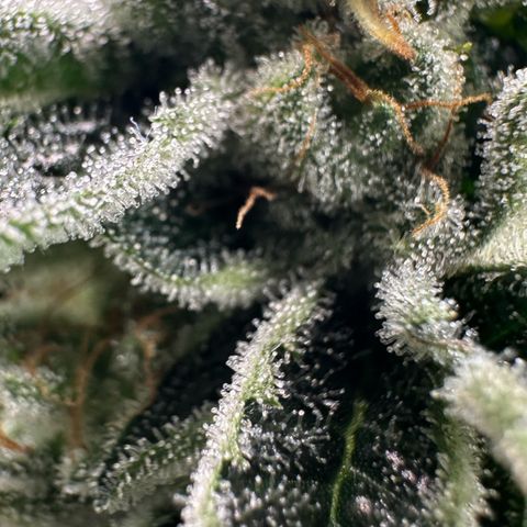 MiscxLAZ #26 C #1 47.15g growlog timeline photo