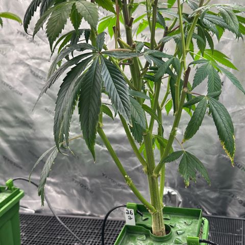 MiscxLAZ #26 C #2 growlog timeline photo